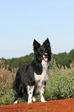 BORDER COLLIE 283